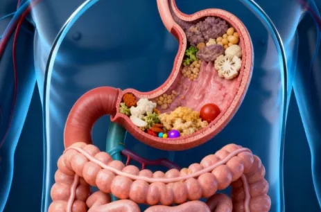 Peran Lambung dan Usus dalam Penyerapan Nutrisi